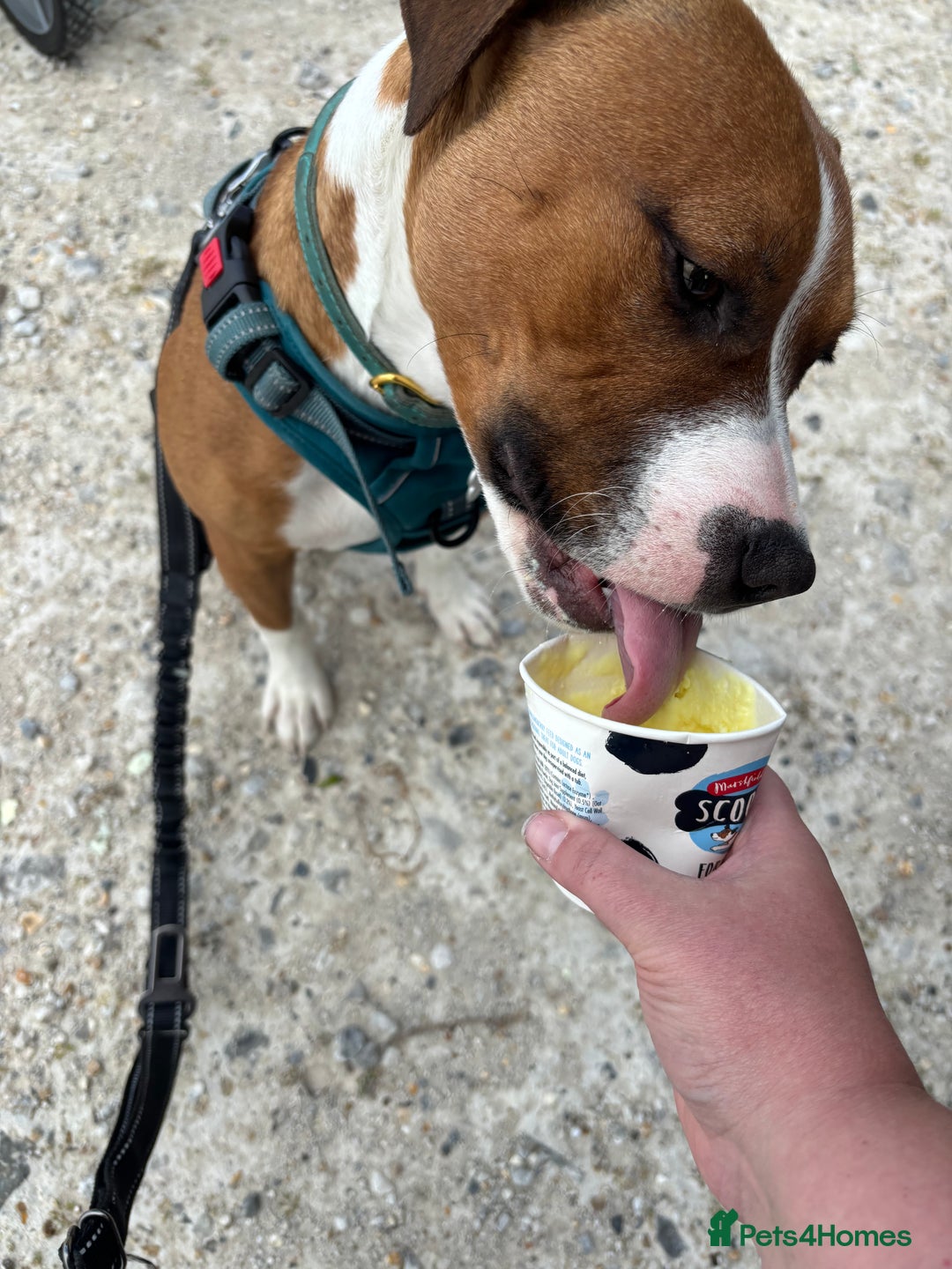 Mixed Breed dogs for sale: Beautiful dog for sale  - Advert 3