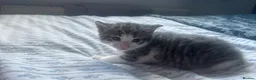 Mixed Breed cats for sale: Grey tabby and brown tabby kittens  - Advert 9