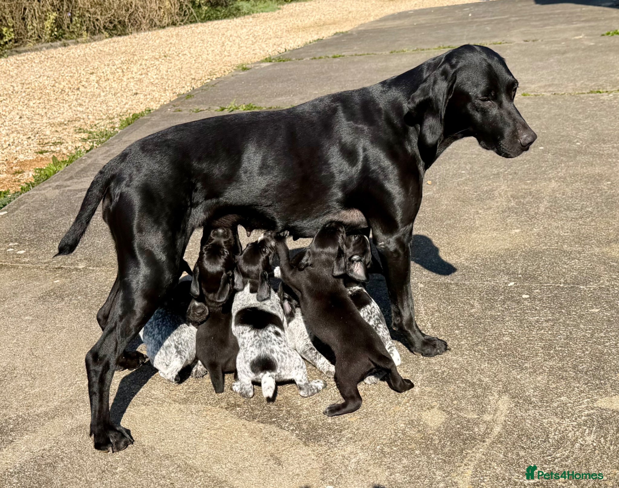 German Shorthaired Pointer dogs for sale: Working Blood 3 generations can be seen - Advert 2