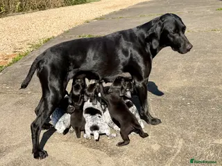 German Shorthaired Pointer dogs for sale: Working Blood 3 generations can be seen - Advert 2