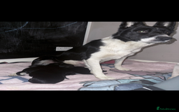 Mixed Breed dogs for sale: beautiful German shepherd x border collie puppies  - Image 11
