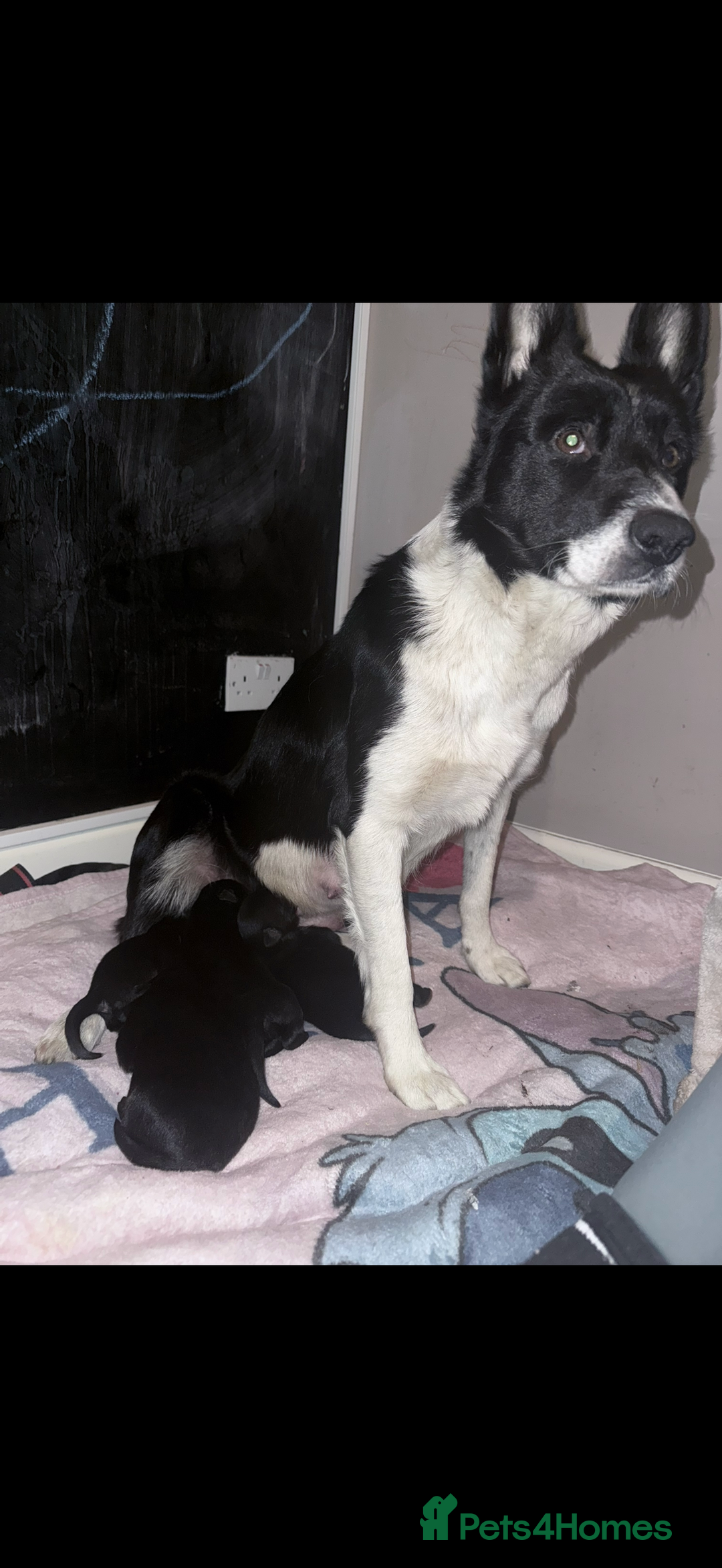Mixed Breed dogs for sale: beautiful German shepherd x border collie puppies  - Image 11
