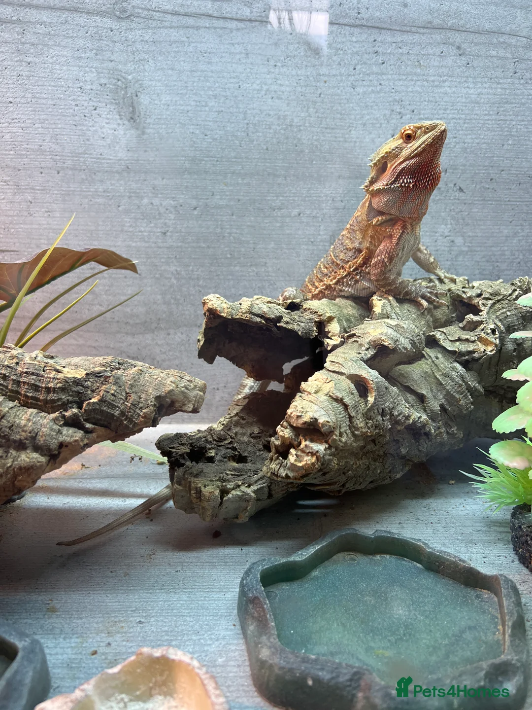 Bearded Dragon reptiles for sale: Bearded Dragon in Barry - Advert 3