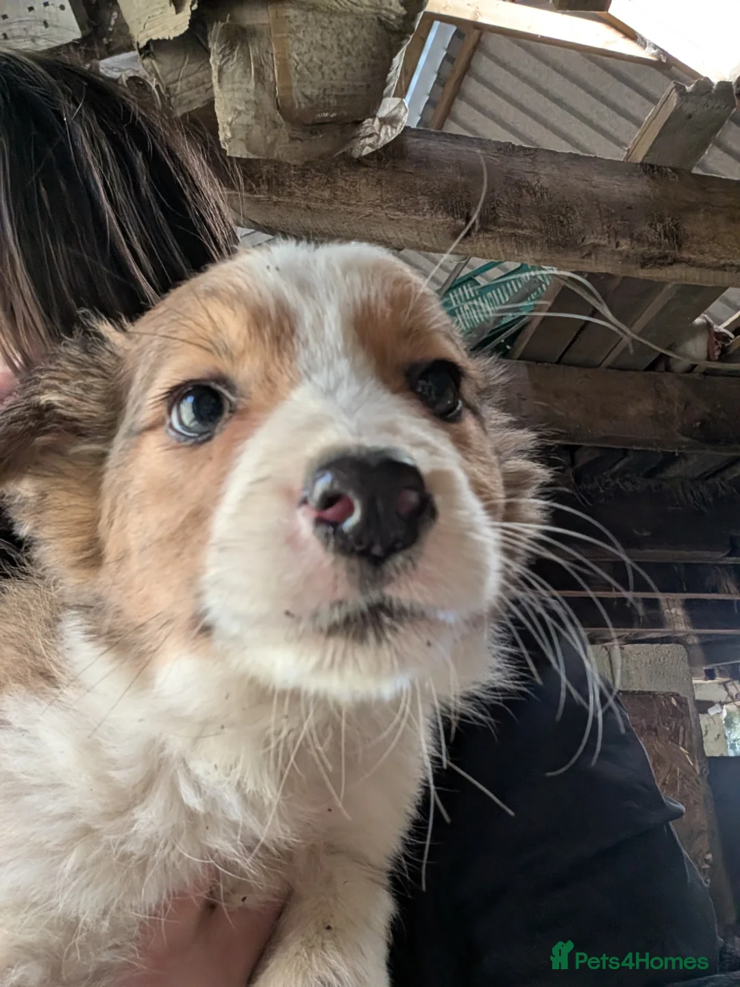 Welsh Collie dogs for sale: Welsh collie pups for sale in Swansea - Advert 7