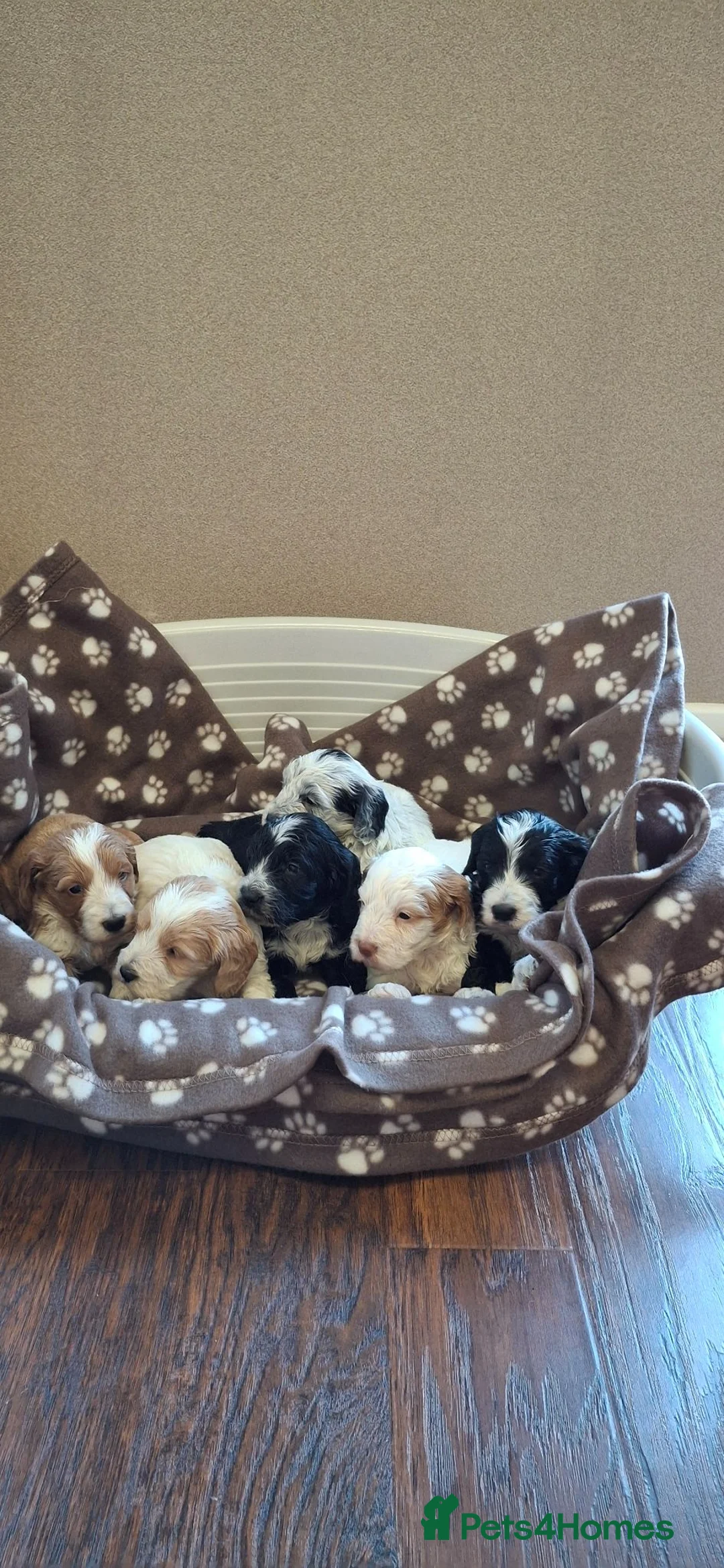 Cockapoo dogs for sale: Cockerpoos - Advert 1