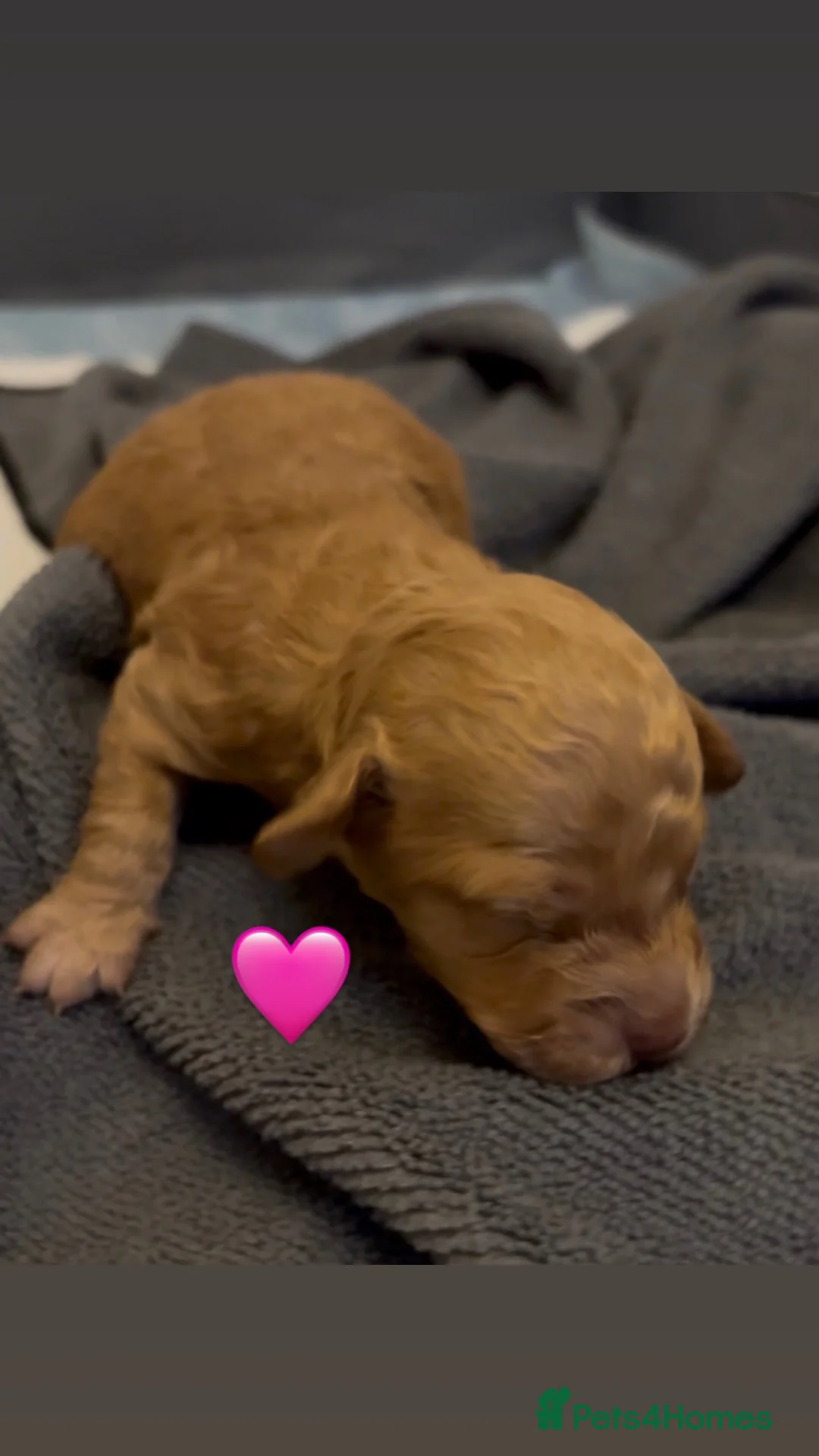 Mixed Breed dogs for sale: RED COCKAPOO X LABRADOODLE PUPS in Doncaster - Advert 11