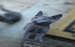 Russian Blue cats for sale: Pedigree Russian blue kittens NORTH LONDON  - Advert 18