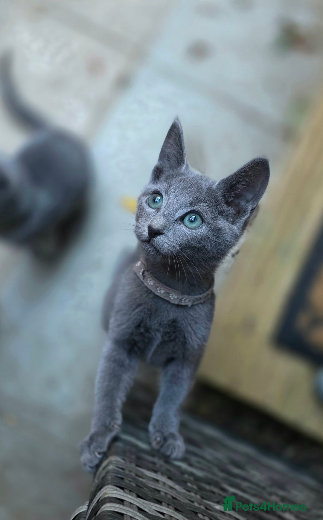 Russian Blue cats for sale: Pedigree Russian blue kittens NORTH LONDON  - Advert 18