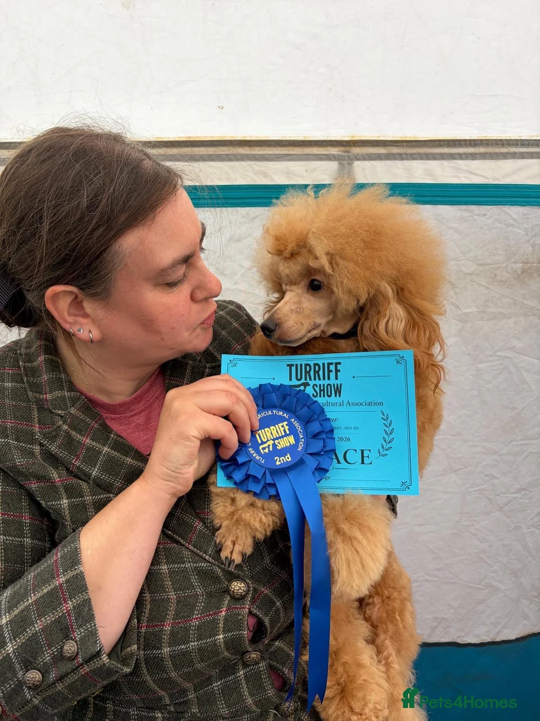 Toy Poodle dogs for stud: Toy Poodle Stud Dog - Advert 2
