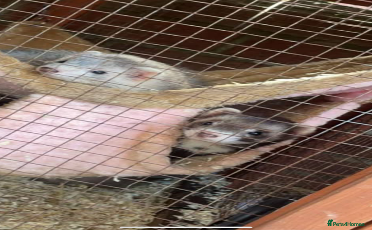 Ferret rodents - Advert 2