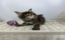Maine Coon cats for sale: Gorgeous Pure Breed Maine Coon Kittens - Image 26