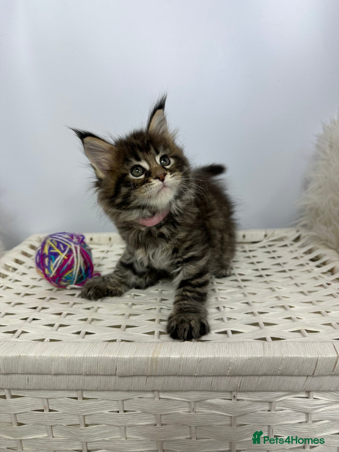 Maine Coon cats for sale: Gorgeous Pure Breed Maine Coon Kittens - Image 26