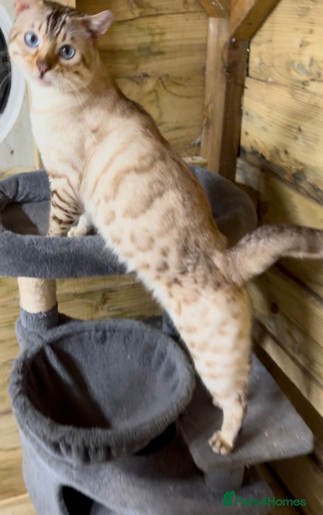 Bengal cats for stud: TICA Seal Lynx Snow Blue Eyed Bengal Stud in Thetford - Advert 5