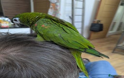 Macaws birds for sale: Ara Hahna red shouldered macaw tamed babies - Image 13