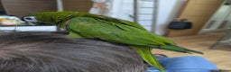 Macaws birds for sale: Ara Hahn's red shouldered macaws tamed delivery - Advert 13