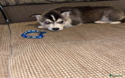 Siberian Husky dogs for sale: Husky puppies  - Image 11
