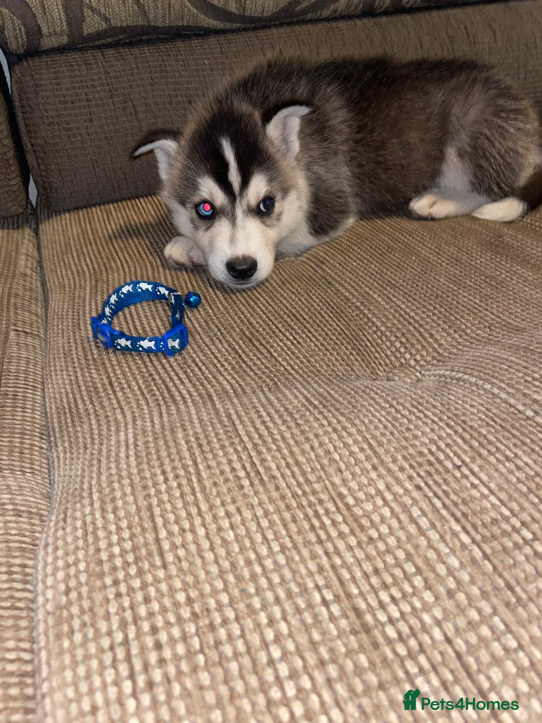 Siberian Husky dogs for sale: Husky puppies  - Image 11