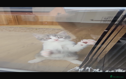 British Shorthair cats for sale: British shorthair x Cross Kitten Male  - Image 6