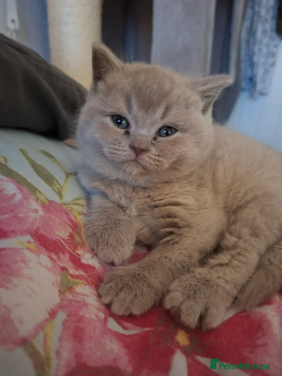 British Shorthair cats for sale: Only 1 blue boy & 1 blue girl available to reserve - Advert 28