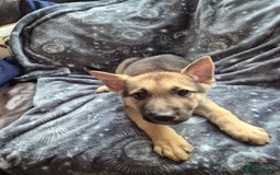 German Shepherd dogs for sale: German Shepard Puppy's 9 weeks  - Image 6