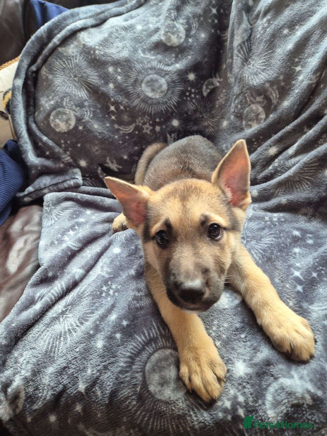 German Shepherd dogs for sale: German Shepard Puppy's 9 weeks  - Image 6