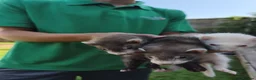 Ferret rodents for sale: Kits for sale in Dartford - Advert 2