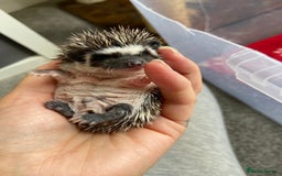 Pygmy Hedgehog rodents for sale: Pygmy Hedgehogs - Babies & Older hogs Available - Image 6