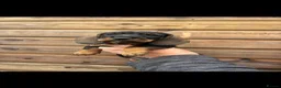 Dachshund dogs for sale: Dachshund KC wire haired puppies  - Advert 28