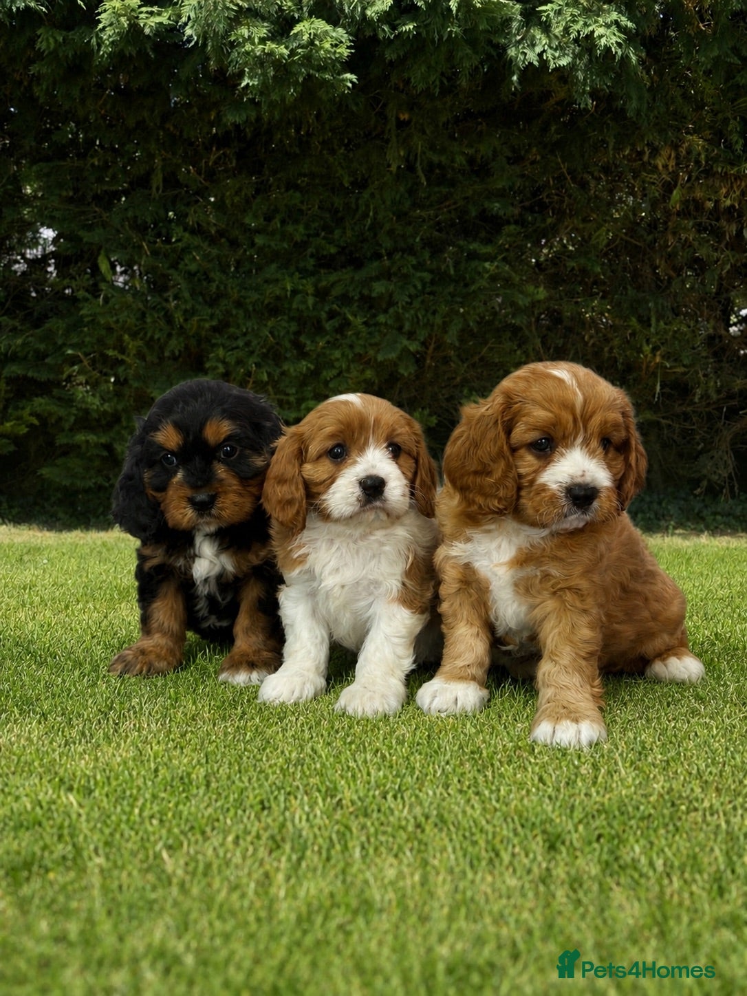 Cavapoochon dogs Beautiful Cavapoochon Puppies  - Advert 8