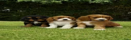 Cavapoochon dogs for sale: Beautiful Cavapoochon Puppies  - Advert 2