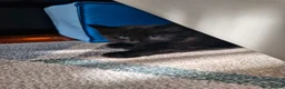 Mixed Breed cats for sale: Lovely black kittens in Bedford - Advert 7