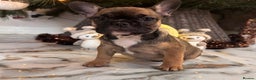 French Bulldog dogs for sale: Champion Sired last female Fawn French bulldog - Advert 31