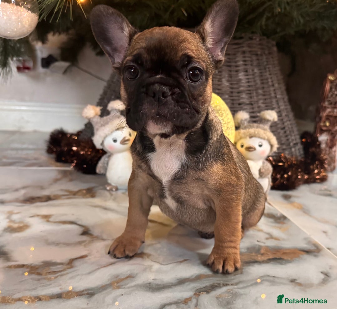 French Bulldog dogs for sale: Champion Sired last female Fawn French bulldog - Advert 31