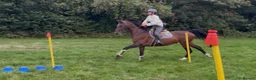 British Warmblood horses for sale: Everyone Needs A Guinness  - Advert 4