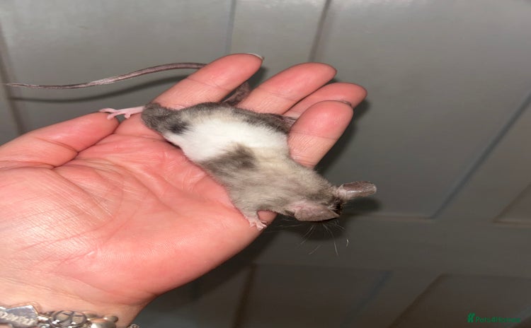 Mouse rodents - Advert 2