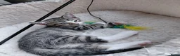 Mixed Breed cats for sale: Mix breed kittens. Mum is snow bengal  - Advert 7