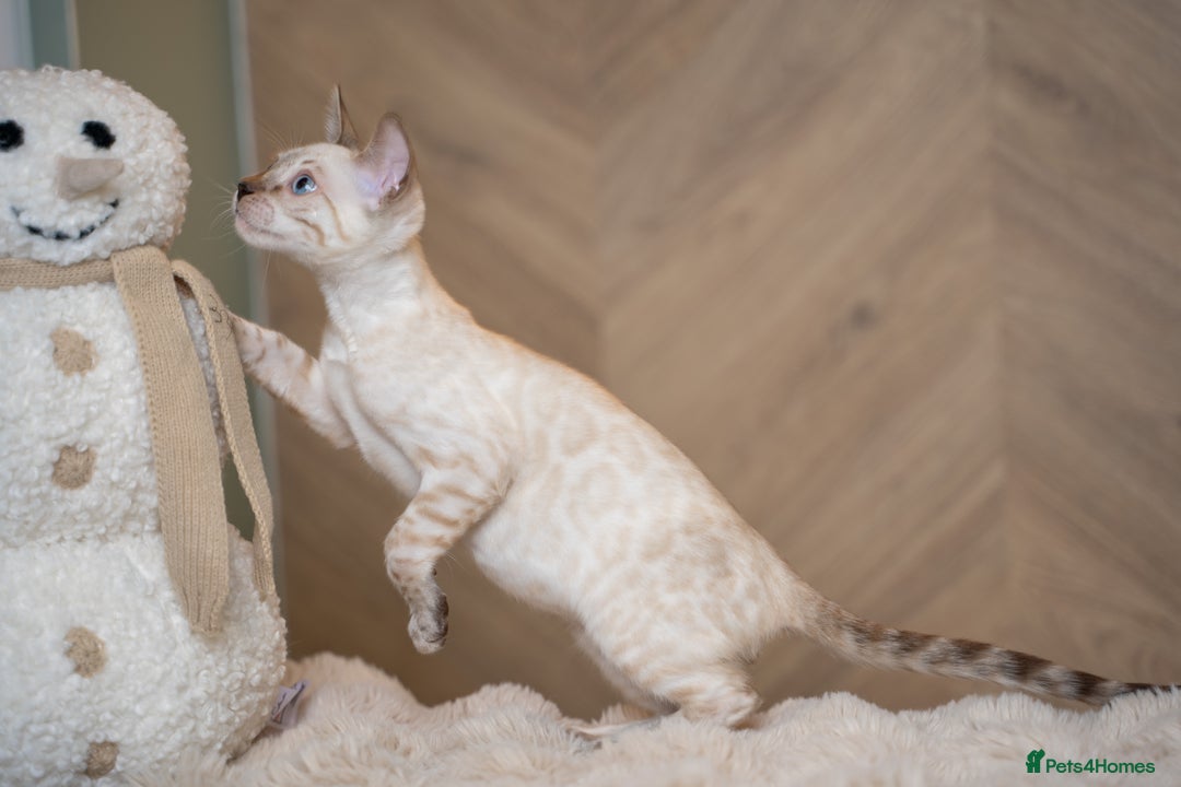 Bengal cats for sale: FRANCO- Snow Bengal Boy- Excellent traits-TICA reg - Advert 23