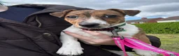 Jack Russell dogs for sale: Jack Russell Female 6 Month in Carlisle - Advert 2