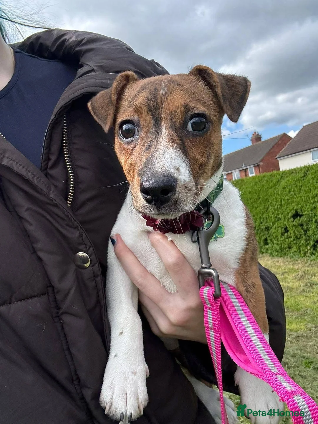 Jack Russell dogs for sale: Jack Russell Female 6 Month in Carlisle - Advert 2