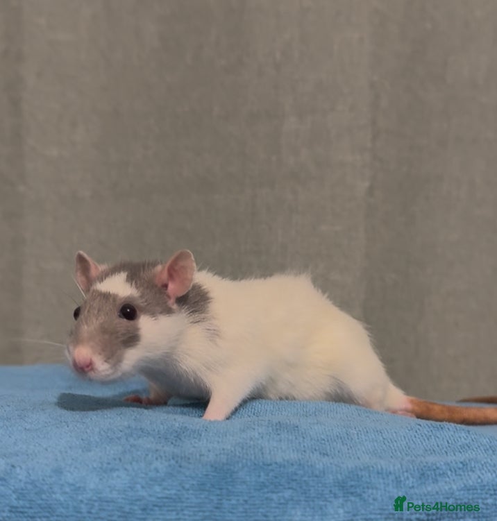 Rat rodents 3 Female rats and cage  - Advert 1