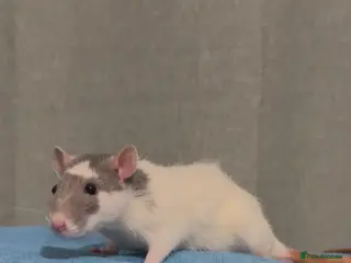 Rat rodents 3 Female rats and cage - Advert 1