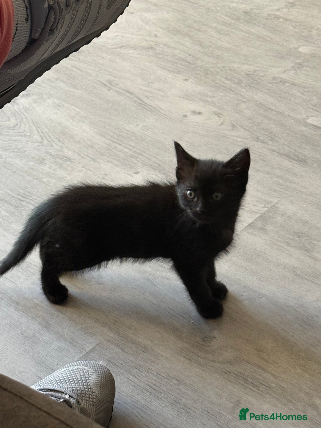 Ragdoll cats for sale: Ragdoll X boy  - Advert 3