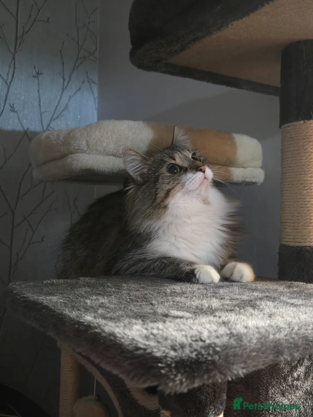 Siberian cats for sale: Tallulah nearly 3 year old siberian beauty in Ripley - Advert 2