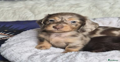 Miniature Dachshund dogs - Advert 6