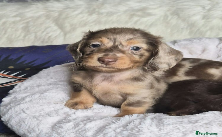 Miniature Dachshund dogs - Advert 2