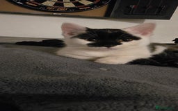 Mixed Breed cats for sale: Gorgeous maine coon X bengal kittens!  - Image 5