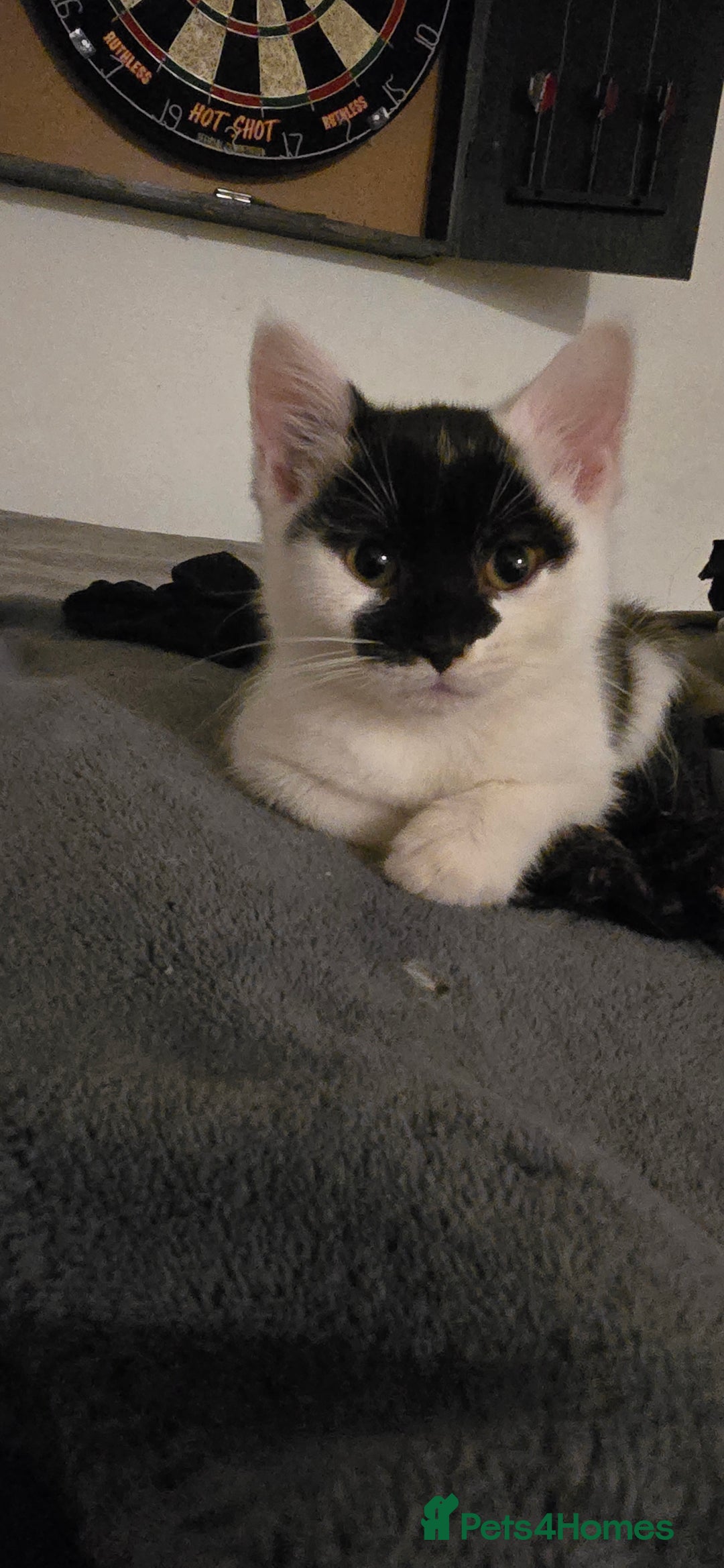 Mixed Breed cats for sale: Gorgeous maine coon X bengal kittens!  - Image 5