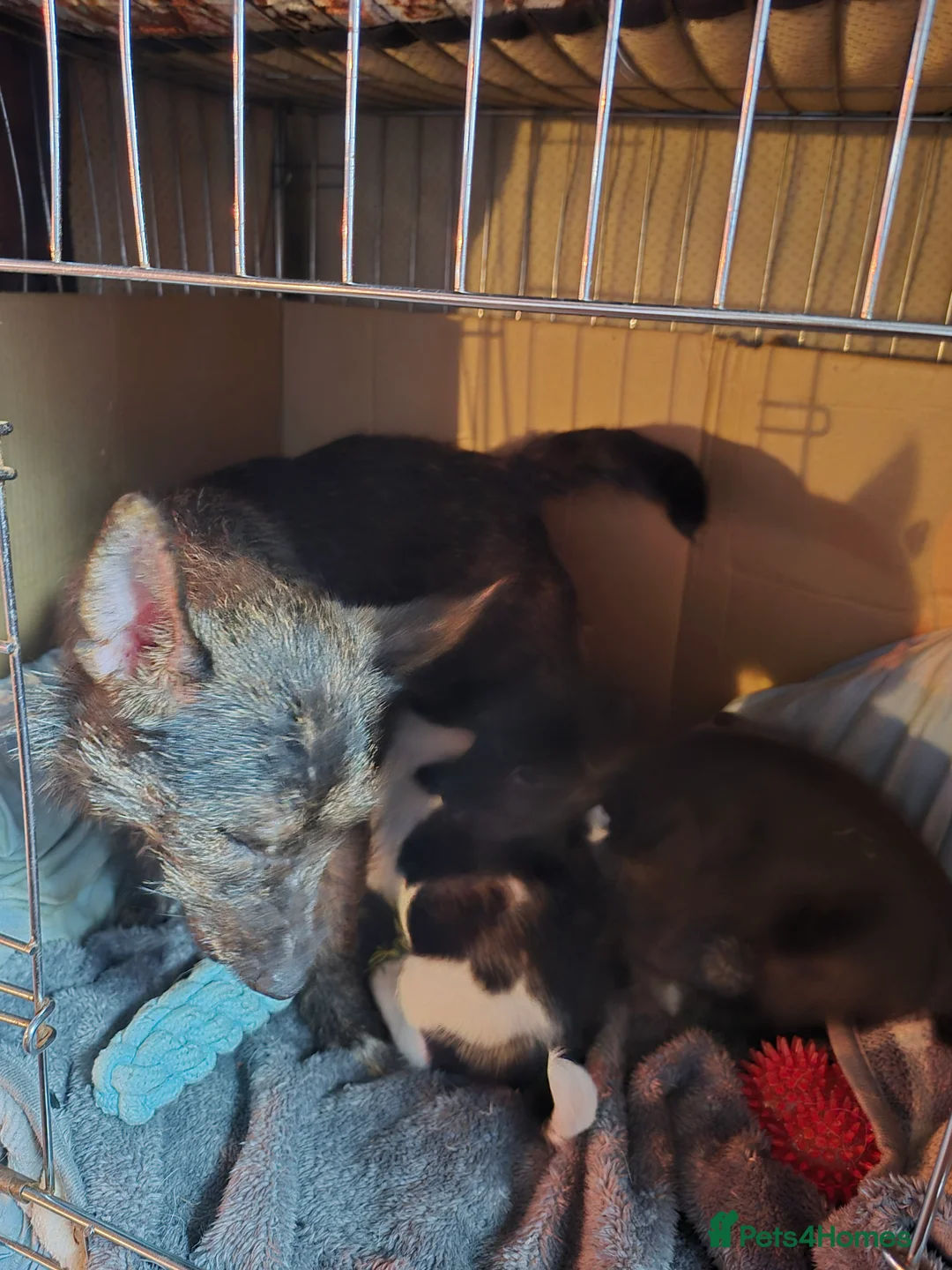 Mixed Breed dogs for sale: We have 2 little jack Russell/cairn pups  - Advert 2