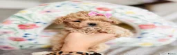Maltipoo dogs for sale: ✨Rare Top Quality Tiny Asian F1 Maltipoo✨ - Advert 8