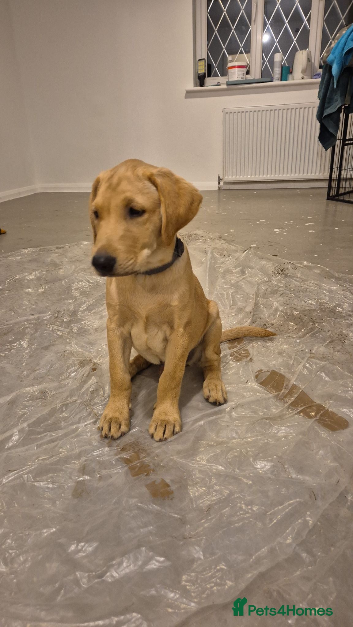 Labrador Retriever dogs Last adorable Lab pup looking for his forever home - Advert 15